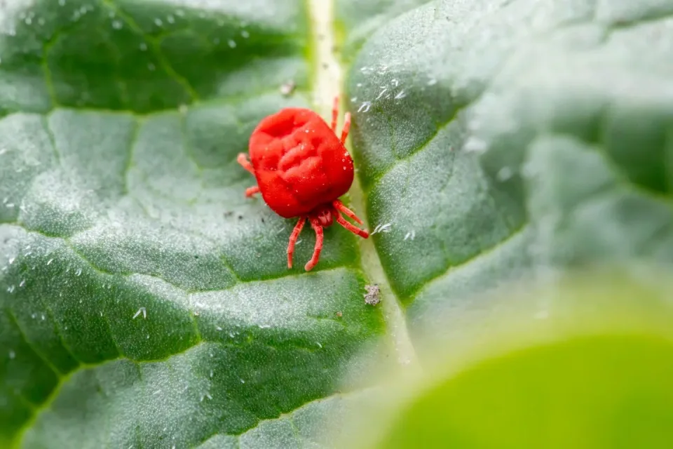 Red Velvet Mite — Pest Control — Red Velvet Mite, Leaf, Plant Vein, Pest Control, Pest Control