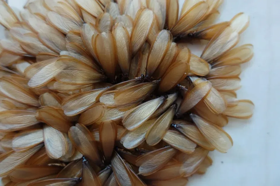 Termite Swarmers — Pest Control Termite Swarmers — Pest Control — Termite Swarmers, Insect Wings, Termite Bodies, Pest Control, Pest Control
